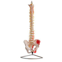 Cargar imagen en el visor de la galería, Modelo Columna Vertebral Pintada