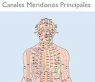 Lámina de Meridianos Descargable