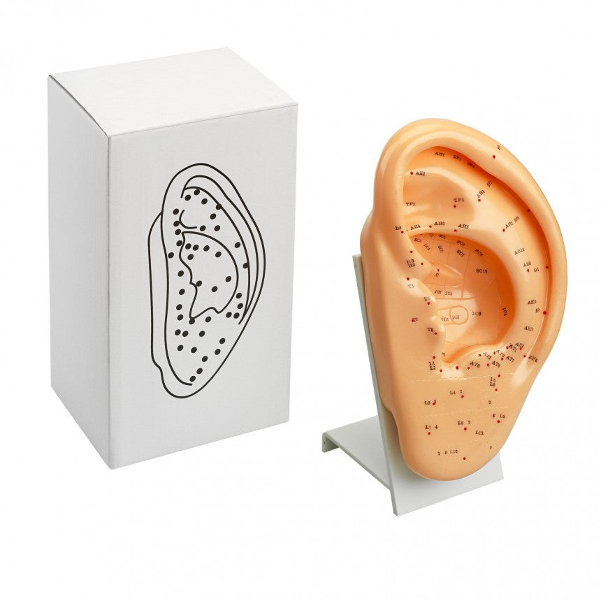 Modelo Oreja 22 cm con pedestal