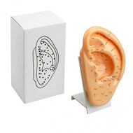 Modelo Oreja 22 cm con pedestal