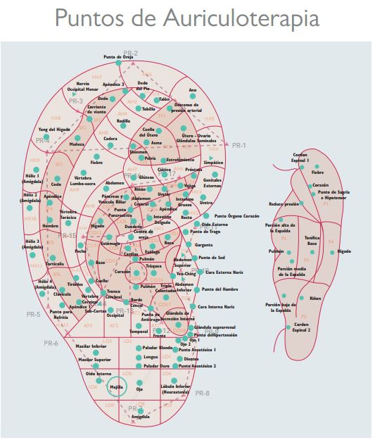 Lámina Auriculoterapia Descargable