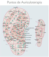 Lámina Auriculoterapia Descargable