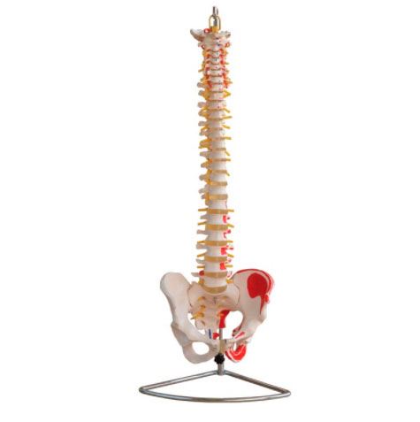Modelo Columna Vertebral Pintada