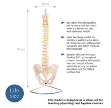 Cargar imagen en el visor de la galería, Modelo Columna Vertebral Pintada
